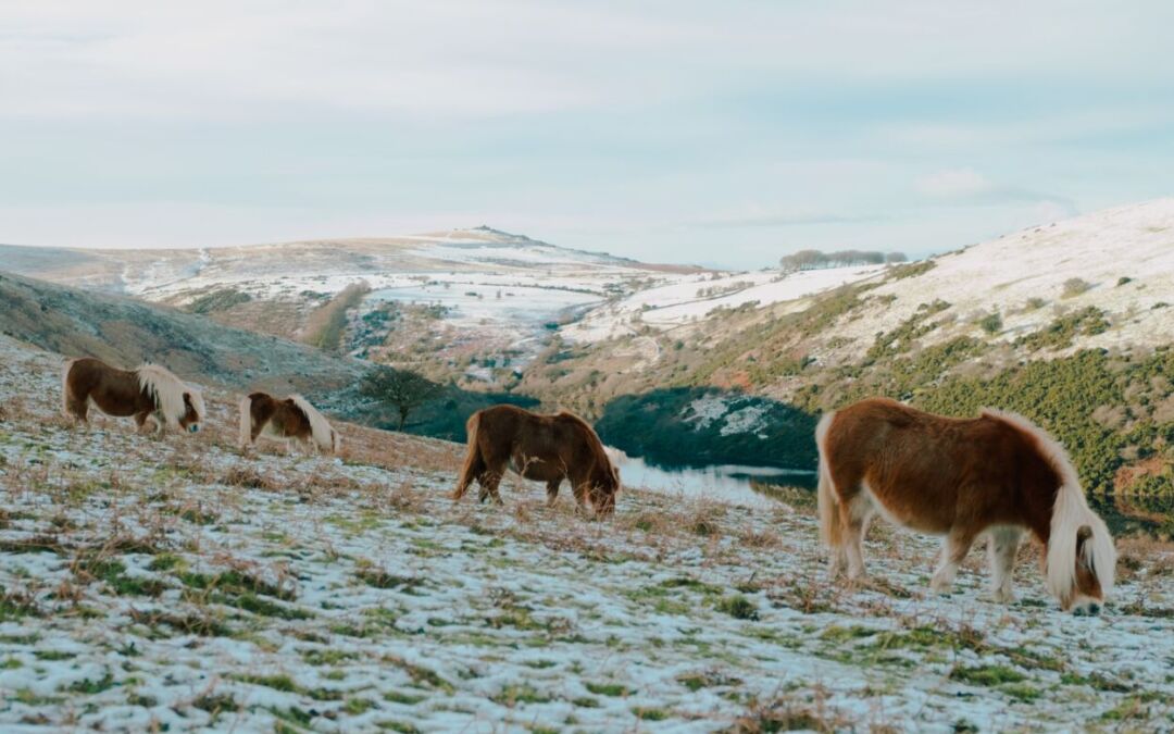 Ponies on snowy hillside in North Wales