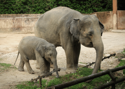 Welsh Mountain Zoo